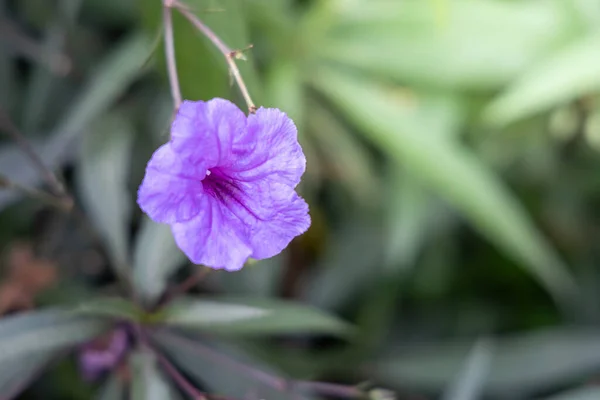 Das Hintergrundbild Der Bunten Blumen Hintergrund Natur — Stockfoto