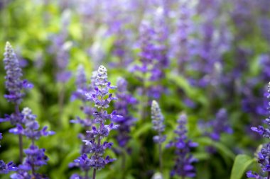 Renkli çiçeklerin arkaplan resmi, arka plan doğası