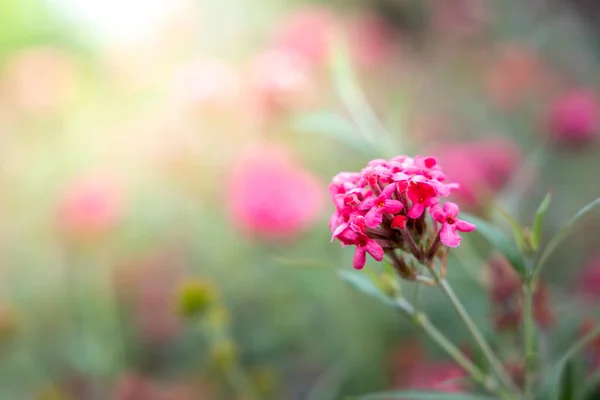 Background Image Colorful Flowers Background Nature — Stock Photo, Image