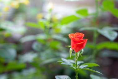 Bahçedeki güller, güzel güneşli bir günde güller güzeldir..