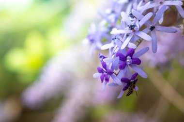 Renkli çiçeklerin arkaplan resmi, arka plan doğası