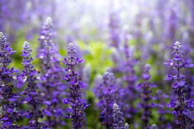 Renkli çiçeklerin arkaplan resmi, arka plan doğası