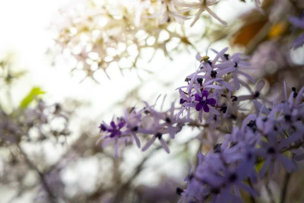 Background Image Colorful Flowers Background Nature — Stock Photo, Image