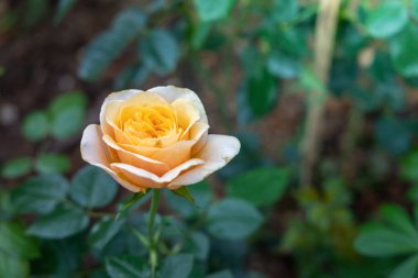 Bahçedeki güller, güzel güneşli bir günde güller güzeldir..