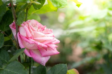 Bahçedeki güller, güzel güneşli bir günde güller güzeldir..