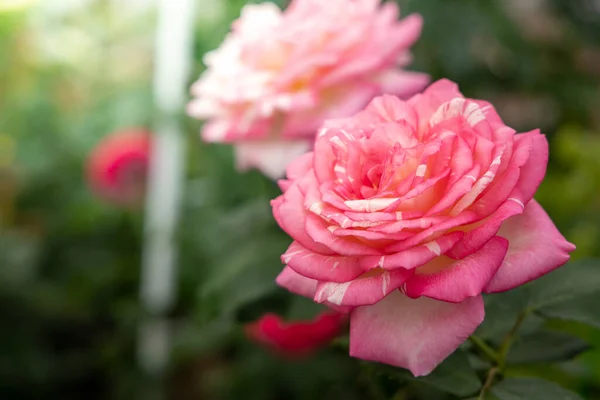 Rosas Jardín Rosas Son Hermosas Con Hermoso Día Soleado — Foto de Stock