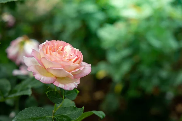 Rosas Jardín Rosas Son Hermosas Con Hermoso Día Soleado — Foto de Stock