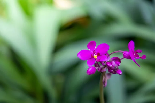 Vackra Blommande Orkidéer Skogen Den Ljusa Solen — Stockfoto