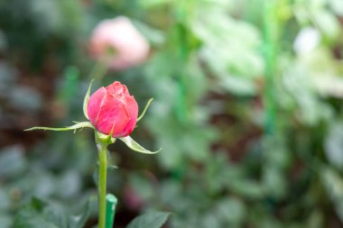 Bahçedeki güller, güzel güneşli bir günde güller güzeldir..