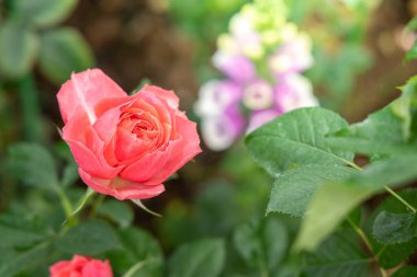 Bahçedeki güller, güzel güneşli bir günde güller güzeldir..