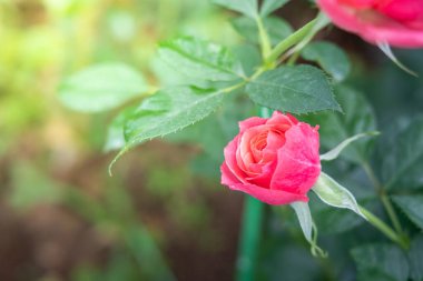 Bahçedeki güller, güzel güneşli bir günde güller güzeldir..