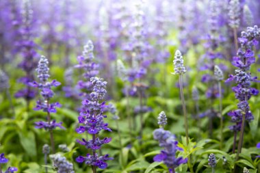 Renkli çiçeklerin arkaplan resmi, arka plan doğası