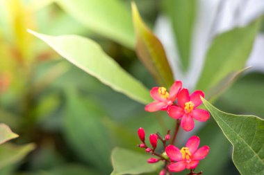 Renkli çiçeklerin arkaplan resmi, arka plan doğası