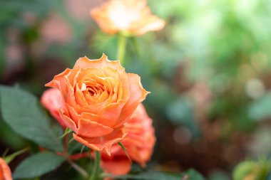 Bahçedeki güller, güzel güneşli bir günde güller güzeldir..