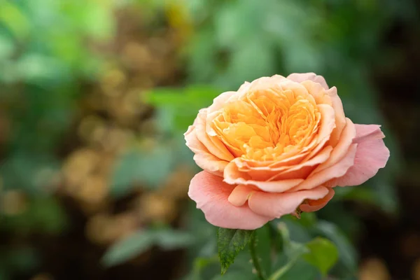 Rosas Jardín Rosas Son Hermosas Con Hermoso Día Soleado — Foto de Stock