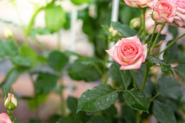 Bahçedeki güller, güzel güneşli bir günde güller güzeldir..