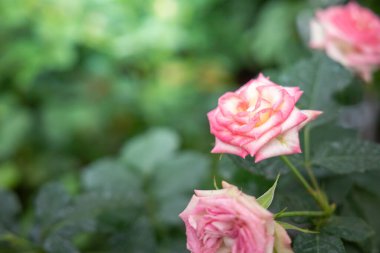 Bahçedeki güller, güzel güneşli bir günde güller güzeldir..