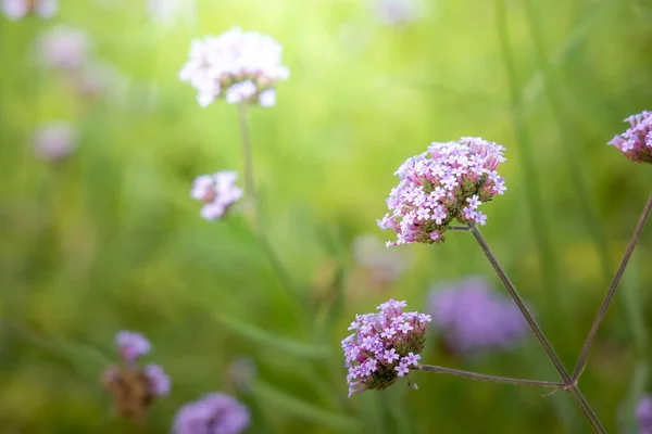 Imagen Fondo Las Flores Colores Naturaleza Fondo — Foto de Stock