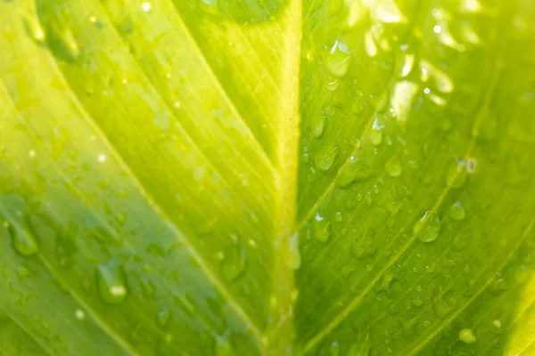 Close Green Leaf Sunlight Garden Natural Background Copy Space — Stock Photo, Image