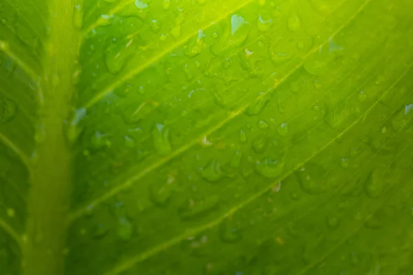 Крупним Планом Зелений Лист Під Сонячним Світлом Саду Природний Фон — стокове фото