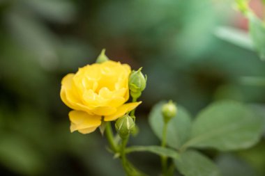 Bahçedeki güller, güzel güneşli bir günde güller güzeldir..