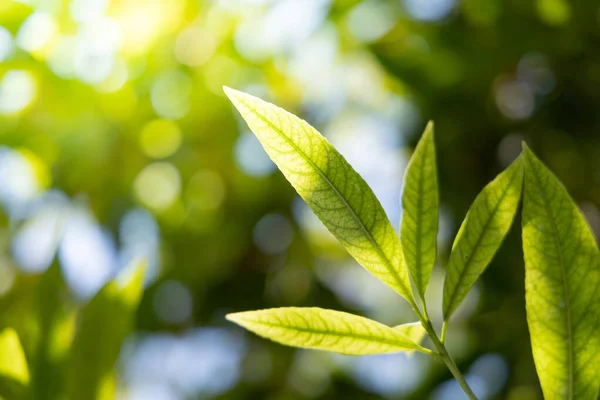 Zamknij Zielony Liść Pod Słońcem Ogrodzie Naturalne Tło Przestrzenią Kopiowania — Zdjęcie stockowe
