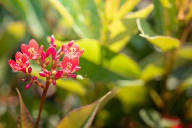 Renkli çiçeklerin arkaplan resmi, arka plan doğası