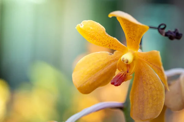 Orquídeas Florescendo Bonitas Floresta Sol Brilhante — Fotografia de Stock