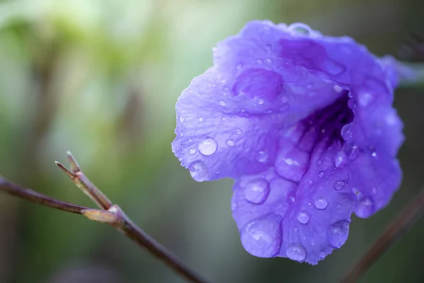 Background Image Colorful Flowers Background Nature — Stock Photo, Image