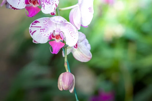 Beautiful Blooming Orchids Forest Bright Sunshine — Stock Photo, Image