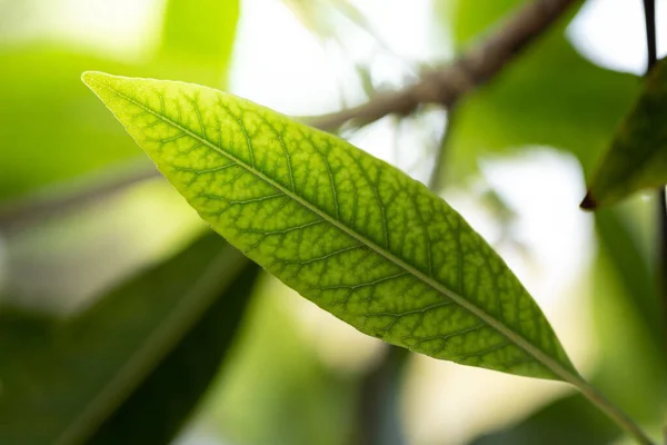Zamknij Zielony Liść Pod Słońcem Ogrodzie Naturalne Tło Przestrzenią Kopiowania — Zdjęcie stockowe