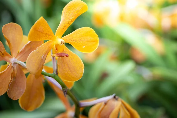 Belles Orchidées Fleurs Dans Forêt Sur Soleil Brillant — Photo