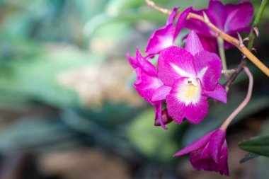 Ormanda açan güzel orkideler, parlak gün ışığında.