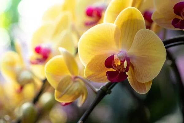 Hermosas Orquídeas Florecientes Bosque Sol Brillante — Foto de Stock