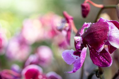Ormanda açan güzel orkideler, parlak gün ışığında.