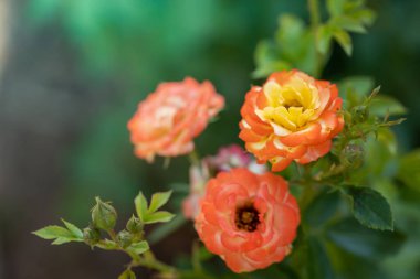 Bahçedeki güller, güzel güneşli bir günde güller güzeldir..