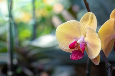 Ormanda açan güzel orkideler, parlak gün ışığında.