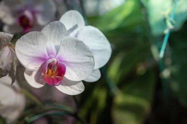 Schöne Blühende Orchideen Wald Auf Den Strahlenden Sonnenschein — Stockfoto