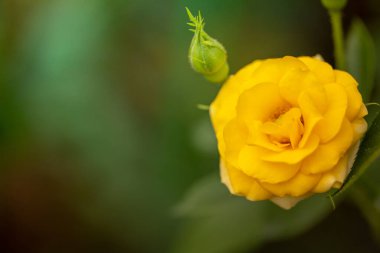 Bahçedeki güller, güzel güneşli bir günde güller güzeldir..