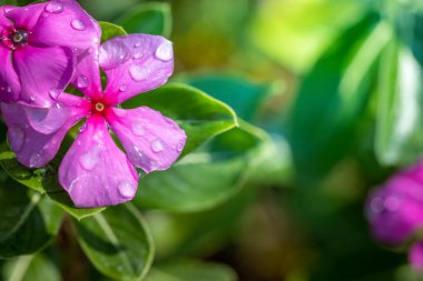 Renkli çiçeklerin arkaplan resmi, arka plan doğası