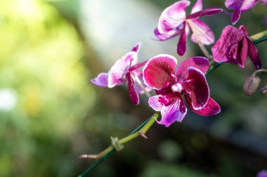 Ormanda açan güzel orkideler, parlak gün ışığında.