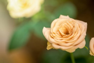 Bahçedeki güller, güzel güneşli bir günde güller güzeldir..