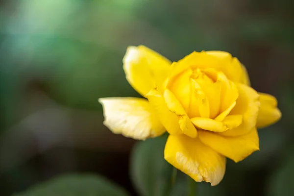 Rosen Garten Rosen Sind Schön Mit Einem Schönen Sonnigen Tag — Stockfoto