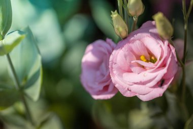 Bahçedeki güller, güzel güneşli bir günde güller güzeldir..