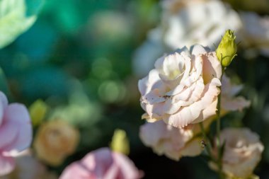 Bahçedeki güller, güzel güneşli bir günde güller güzeldir..