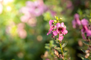 Renkli çiçeklerin arkaplan resmi, arka plan doğası