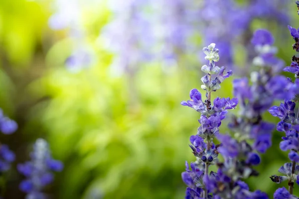 Imagen Fondo Las Flores Colores Naturaleza Fondo — Foto de Stock