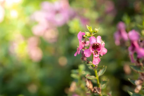 Image Fond Des Fleurs Colorées Fond Nature — Photo