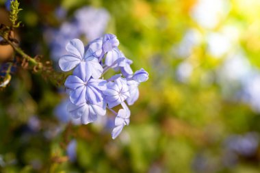 Renkli çiçeklerin arkaplan resmi, arka plan doğası