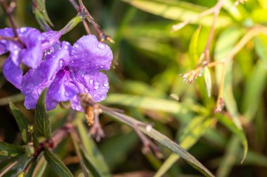 Renkli çiçeklerin arkaplan resmi, arka plan doğası